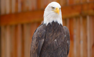 Majestic Encounters – Eagle Aviary Tour
