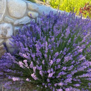 Vivid lavender at ABC Acres along the Lewis and Clark National Historic Trail