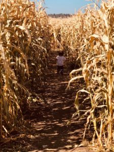 Family enjoying the corn maze at Applestem on the Lewis and Clark National Historic Trail