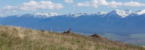 A bird enjoying the view on the Bison Range along the LCNHT