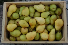 Delicious pears from County Rail Farm along the LCNHT