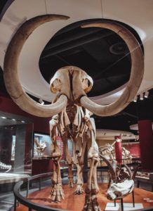 While visiting the Dakotas' top historical sites like the Mammoth Site tourists may view A reconstruction of a Mammoth in a museum like pictured here.
