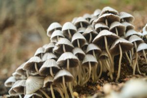 Mushrooms in Richmond, MO 