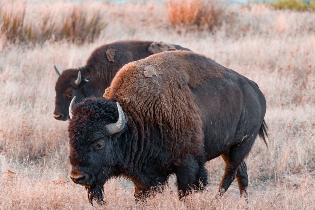 Two brown Bison in the Great Plains grass field with one in front of another