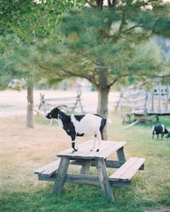 A goat makes themselves comfortable at The Ranch on the Lewis and Clark National Historic Trail 