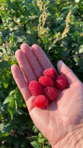 Fresh picked raspberries at Red Hen Farm on the Lewis and Clark National Historic Trail