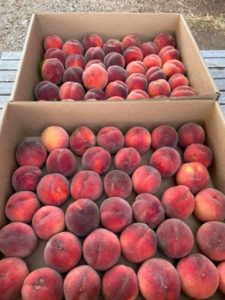 Sweet peaches available at Red Hen Farm along the LCNHT