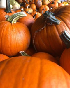 Vibrant pumpkins on Turner Farms along the Lewis and Clark National Historic Trail