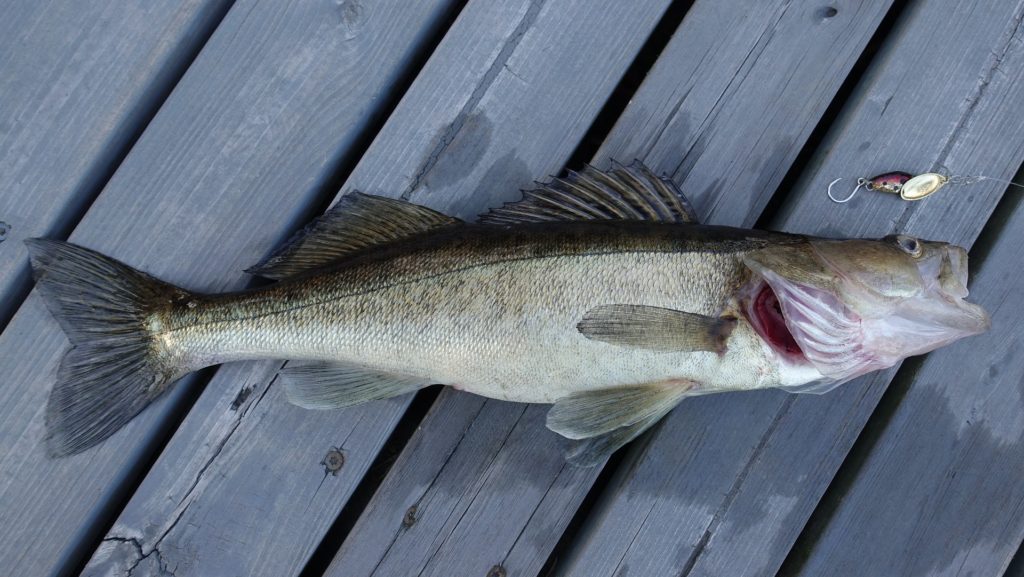 Walleye fish on a blue and gray wooden deck