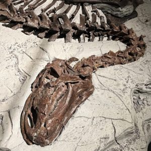 Visitors interested in dinosaurs will love exploring the largest dinosaur fossil collection in America!