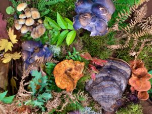 Crown Z Trail is home to various fungi species